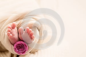 Happy Mother`s day. feet of the newborn baby with pink rose flower