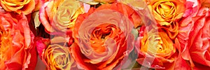 Happy Mother`s Day, Women`s Day, Valentine`s Day or Birthday Living Coral and Pastel Pink Banner. Panoramic greeting card.