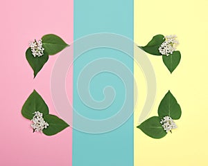 Happy Mother`s Day, Women`s Day, Valentine`s Day or Birthday Pastel Candy Colours Background. Floral flat lay.