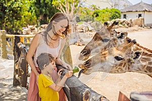 Happy mother and son watching and feeding giraffe in zoo. Happy family having fun with animals safari park on warm