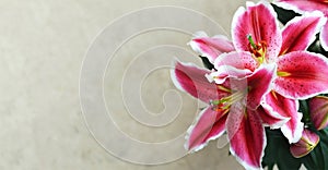 Happy Mothers Day card. Lily flowers on grunge background with copy space