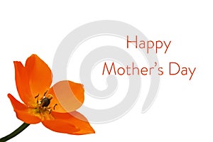 Happy Mothers Day card with a orange star flower