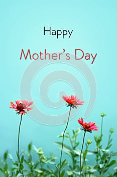 Happy Mothers Day card with gaillardia flowers isolated on green background. Mothers Day floral greeting card concept