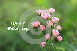 Happy Mothers Day concept. With beautiful pink roses flower blossom in garden on fresh blur green bokeh background.