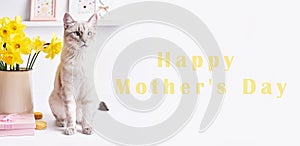 Happy Mothers Day greeting card with flowers and cat. Bouquet of yellow daffodils on white background