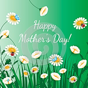 Happy Mothers Day greeting card. Grass with white chamomiles on green. Floral nature background. Vector flower with butterfly and