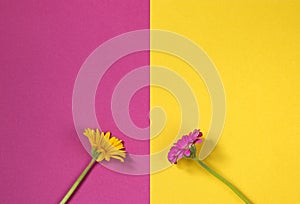 Happy Mothers Day, Womens Day, Valentines Day or Birthday. Gerbera Flowers Double Pink Yellow Background Floral Flat Lay Minimal