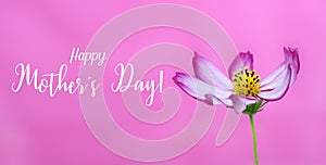 Happy Mothers`s Day! and pink wild cosmos flower macro photo as wide banner pink background and message text. Happy Mother Day