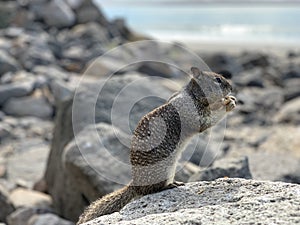 Happy Munching California Ground Squirrel