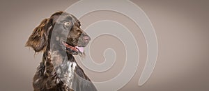 Happy munsterlander dog against brown backgroung, banner photo