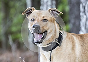 Happy mutt mix breed dog with black collar