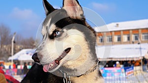 Happy Muzzle Dog Husky close up in Winter. Slow Motion