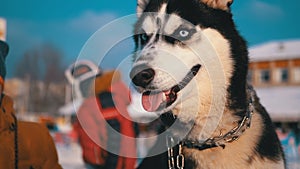 Happy Muzzle Dog Husky close up in Winter. Slow Motion