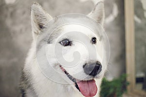 Happy muzzle of a dog siberian husky gray and white colors