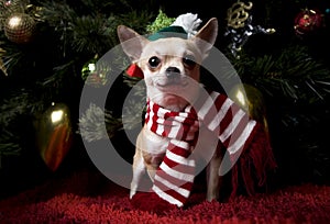 Happy New Year 2018 chihuahua puppy in hat Christmas snow