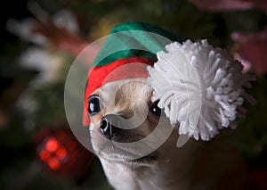 Happy New Year 2018 chihuahua puppy in hat Christmas snow