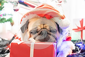 Happy New Year 2020, Merry Christmas, holidays and celebration, Puppy pets bored sleeping rest in the room with Christmas tree.