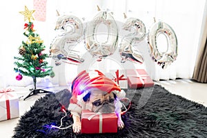 Happy New Year 2020, Merry Christmas, holidays and celebration, Puppy pets bored sleeping rest in the room with Christmas tree.