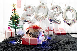 Happy New Year 2020, Merry Christmas, holidays and celebration, Puppy pets bored sleeping rest in the room with Christmas tree.