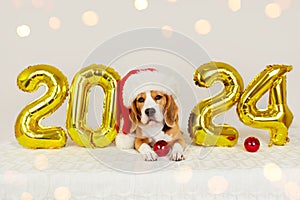 Happy New Year 2024 and Merry Christmas. A beagle dog in a Santa Claus hat i