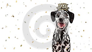 Happy New Year Celebration Dalmatian Dog