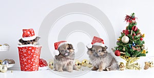 Happy New Year, Christmas, Dog in Santa Claus hat, Celebration balls and other decoration