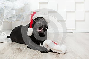 Happy New Year, Christmas holidays and celebration.  Dog pet near the Christmas tree.  Labrador Retriever Dog