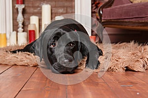 Happy New Year, Christmas holidays and celebration.  Dog pet near the Christmas tree.  Labrador Retriever Dog