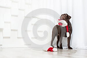 Happy New Year, Christmas holidays and celebration.  Dog pet near the Christmas tree.  Labrador Retriever Dog