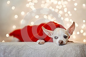 Happy New Year, Christmas, puppy chihuahua. holidays and celebration