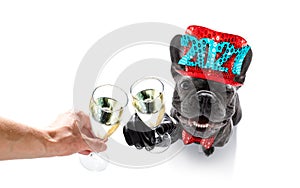 Happy new year dog celberation