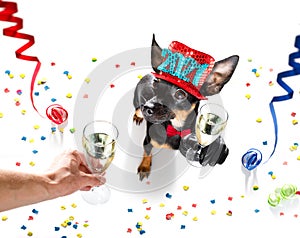 Happy new year dog celberation