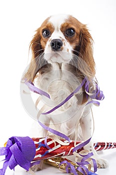 Happy new year. illustrate your work with king charles spaniel New year illustration. Dog celebrate New year`s eve with