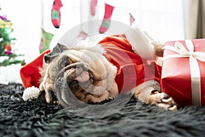 Happy New Year, Merry Christmas, holidays and celebration, Puppy pets bored sleeping rest in the room with Christmas tree. Pug dog