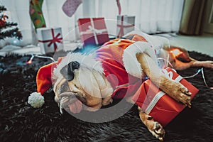 Happy New Year, Merry Christmas, holidays and celebration, Puppy pets bored sleeping rest in the room with Christmas tree. Pug dog