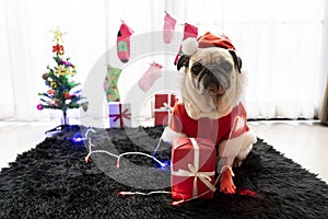 Happy New Year, Merry Christmas, puppy pug dog. holidays and celebration, pet in the room with Christmas tree. Pug dog in Santa