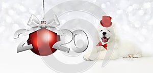 2020 happy new year number text with funny magic puppy dog  with red hat and christmas ball isolated on silver blurred lights