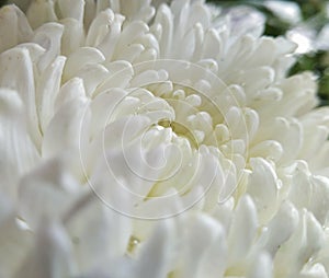 Happy New year 2020 resolution freshness flowers starting creative texture pattern symmetry Fibonacci rythem symmetry photo