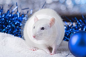 Happy New Year! Symbol of New Year 2020 - white or metal silver rat. Cute rat with Christmas decorated