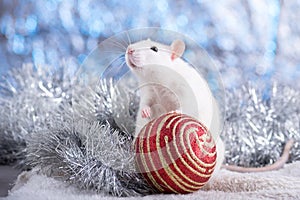 Happy New Year! Symbol of New Year 2020 - white or metal silver rat. Cute rat with Christmas decorated