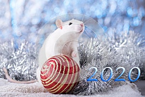 Happy New Year! Symbol of New Year 2020 - white or metal silver rat. Cute rat with Christmas decorated