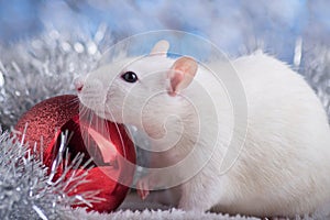 Happy New Year! Symbol of New Year 2020 - white or metal silver rat. Cute rat with Christmas decorated