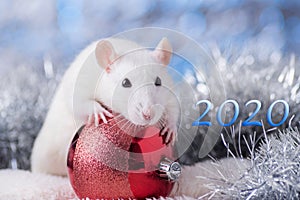 Happy New Year! Symbol of New Year 2020 - white or metal silver rat. Cute rat with Christmas decorated