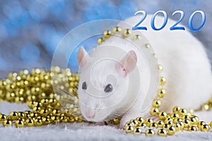 Happy New Year! Symbol of New Year 2020 - white or metal silver rat. Cute rat with Christmas decorated