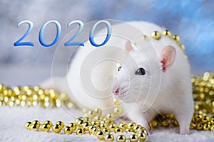 Happy New Year! Symbol of New Year 2020 - white or metal silver rat. Cute rat with Christmas decorated