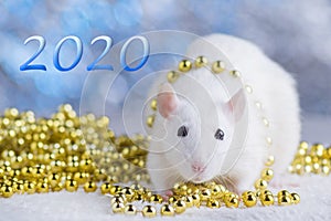 Happy New Year! Symbol of New Year 2020 - white or metal silver rat. Cute rat with Christmas decorated