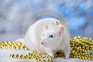 Happy New Year! Symbol of New Year 2020 - white or metal silver rat. Cute rat with Christmas decorated