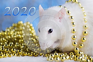 Happy New Year! Symbol of New Year 2020 - white or metal silver rat. Cute rat with Christmas decorated