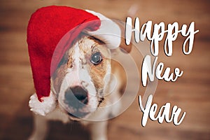 Happy new year text, seasonal greetings card sign. cute dog in