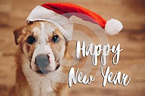 Happy new year text, seasonal greetings card sign. dog in santa